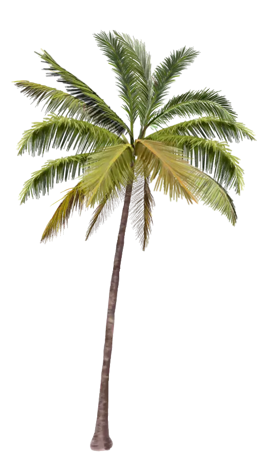 coconut tree